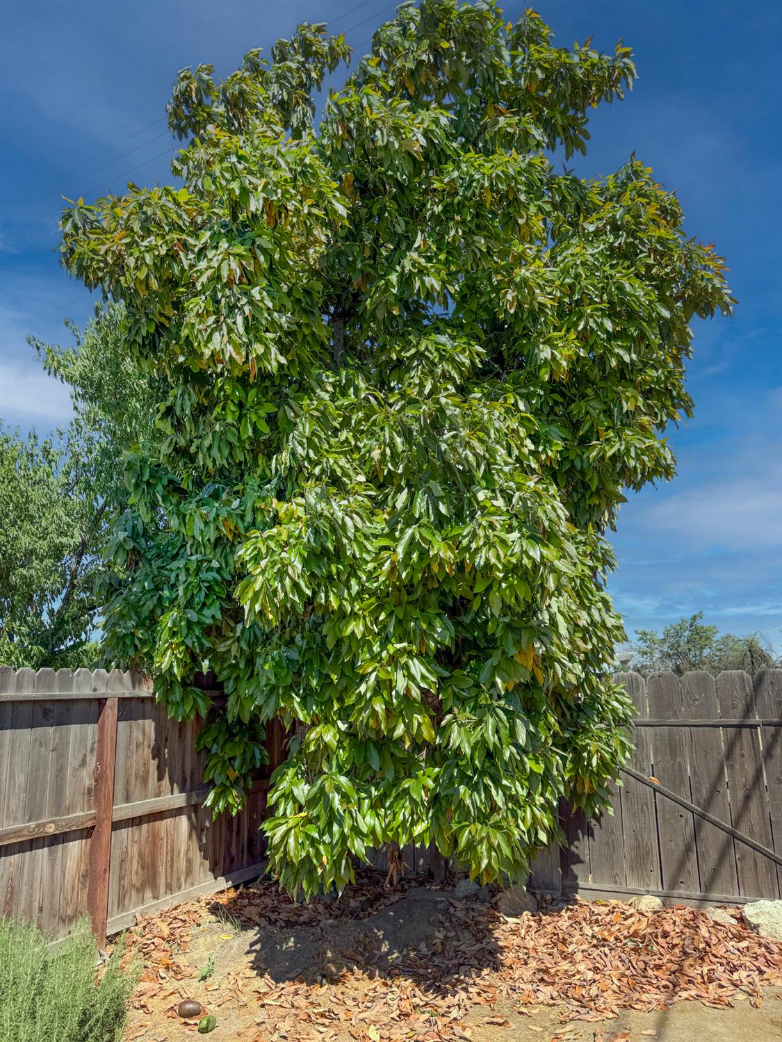 738 N Garden Ave, Fresno, CA 93727